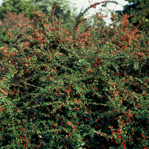 Irga szwedzka 'Coral Beauty'