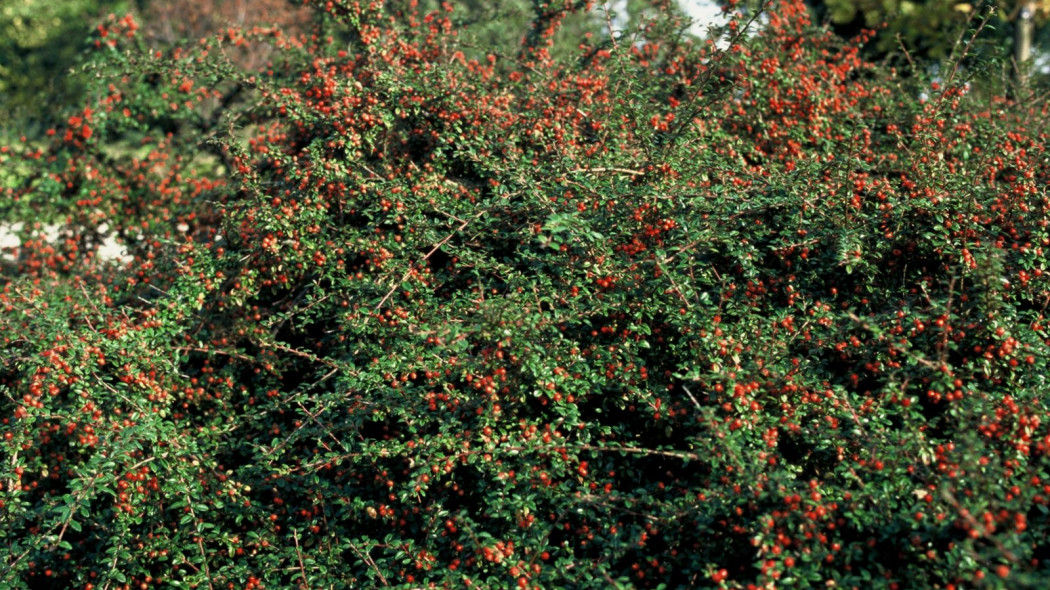 Irga szwedzka Cotoneaster suecicus Coral Beauty, fot. H. van de Laar - iVerde