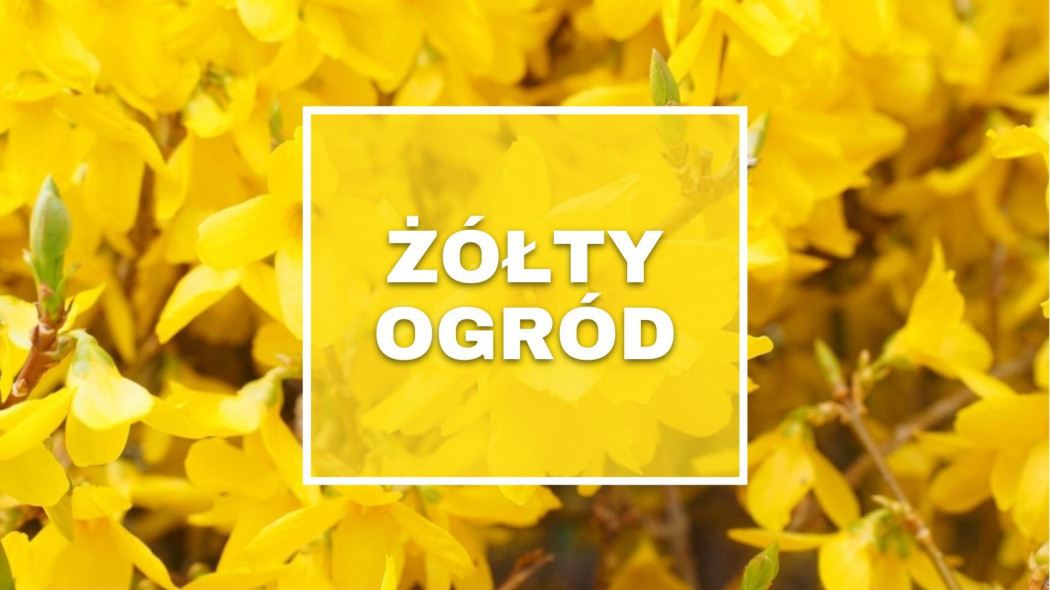 Żółty ogród