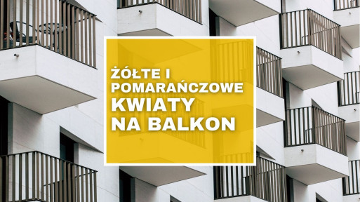 TOP 8 roślin balkonowych o żółtych i pomarańczowych kwiatach