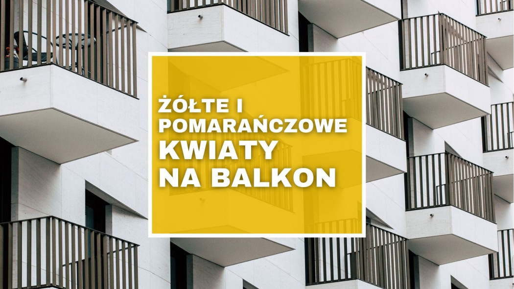 Żółte i pomarańczowe kwiaty na balkon