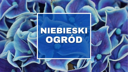 Niebieski ogród | Rośliny ogrodowe o niebieskich kwiatach