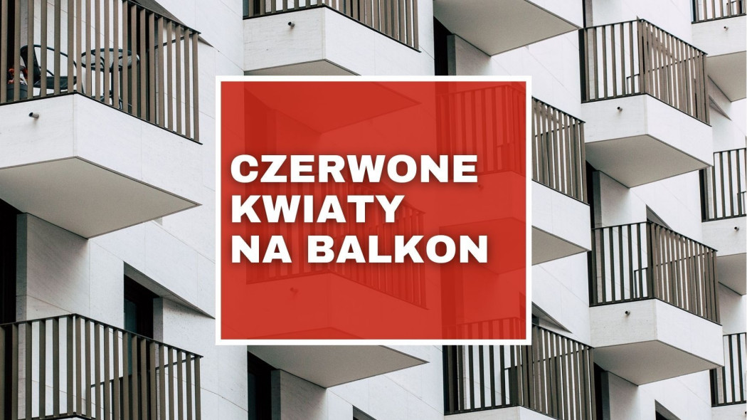 Czerwone kwiaty na balkon