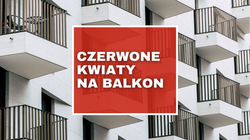 TOP 7 roślin balkonowych o czerwonych kwiatach