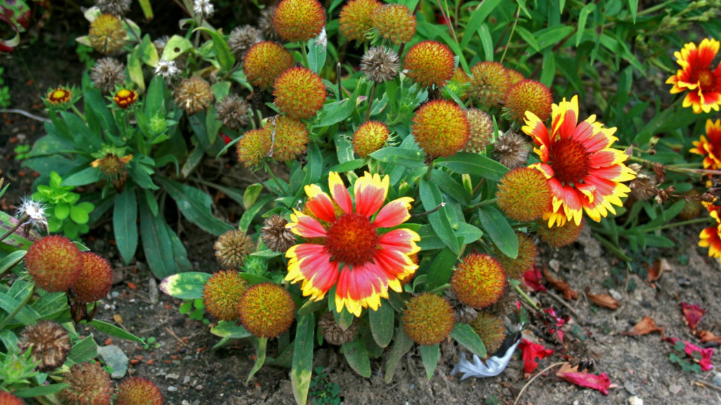 Gaillardia aristata Galiardia przekwitajaca, fot. Wikimedia