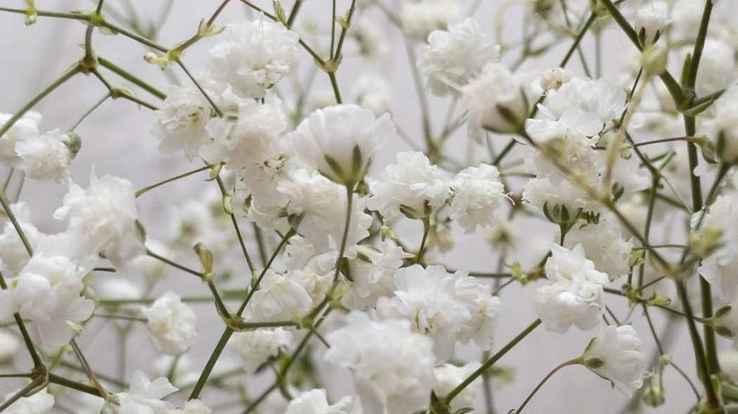 Gipsowka wiechowata Gypsophila paniculata, fot. tanya chanova - Unsplash