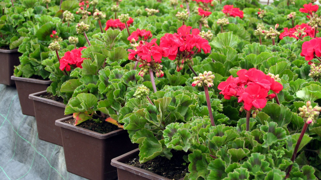 jak łatwo rozmnażać pelargonie w domu