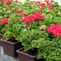 Rozmnażanie pelargonii z nasion i sadzonek | Krok po kroku i bez błędów