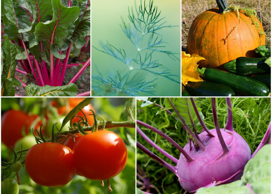 Warzywa i zioła na działkę w ROD fot. Pixabay
