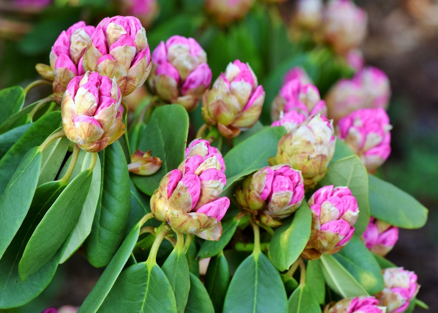 pięknie kwitnące różaneczniki fot. Ralphs_Fotos - Pixabay