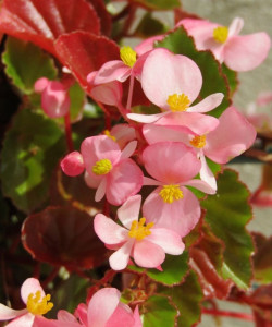 begonia stale kwitnąca fot. fot. Grisélidis G - Pixabay.com