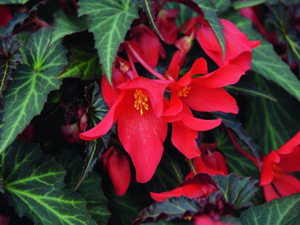 Begonia 'Summerwings Dark Elegance'