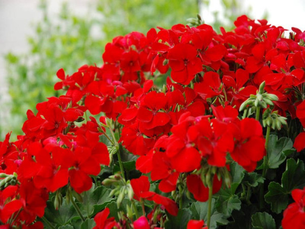 Pelargonia 'Champion Single Red'