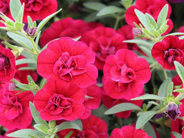 Kalibrachoa 'Superbells Double Ruby'