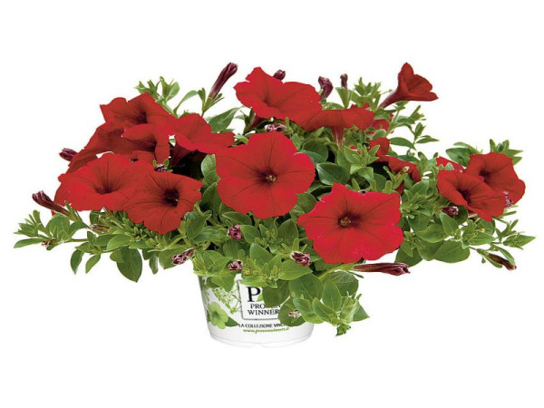 Petunia 'Veranda Scarlet Imp.'