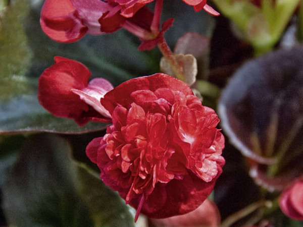 Begonia 'Gumdrop Coco Red'