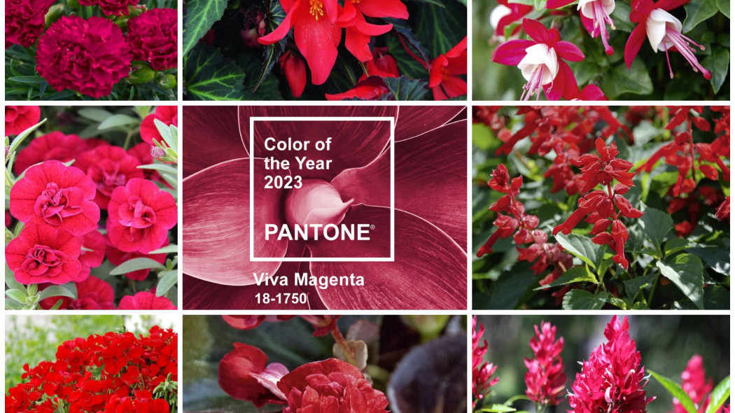 Rosliny w kolorze Viva Magenta PANTONE 2023 