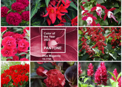 Pomysły na ogród w kolorze Viva Magenta | Inspiracje w kolorze Pantone 2023 roku