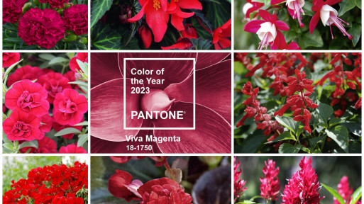 Pomysły na ogród w kolorze Viva Magenta | Inspiracje w kolorze Pantone 2023 roku