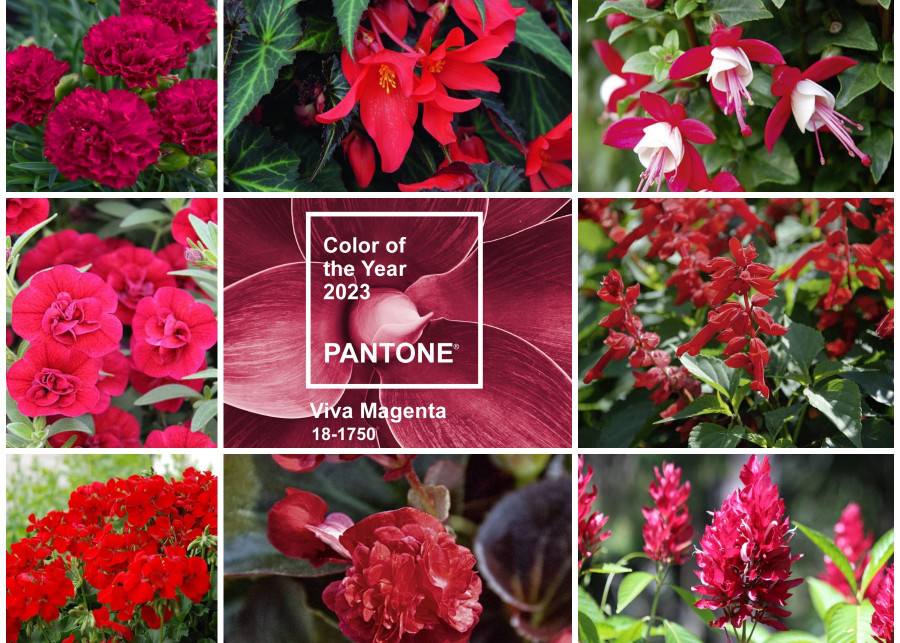 Rosliny w kolorze Viva Magenta PANTONE 2023 