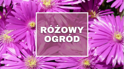 Różowy ogród | Rośliny ogrodowe o różowych i fioletowych kwiatach