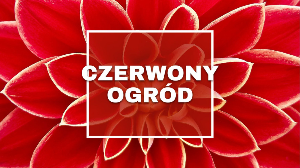 czerwony ogrod