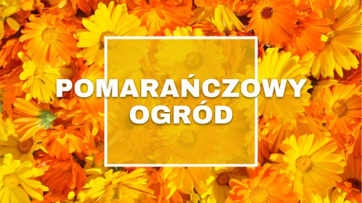 Pomarańczowy ogród | Rośliny ogrodowe o pomarańczowych kwiatach