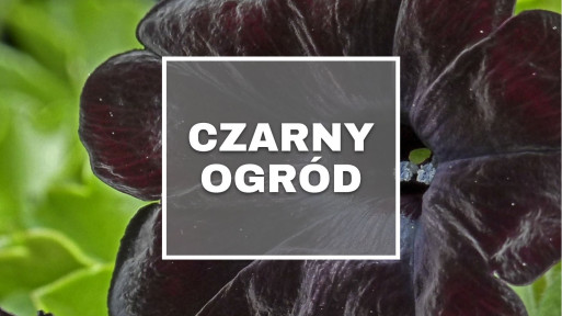 Czarny ogród | Rośliny ogrodowe o czarnych kwiatach