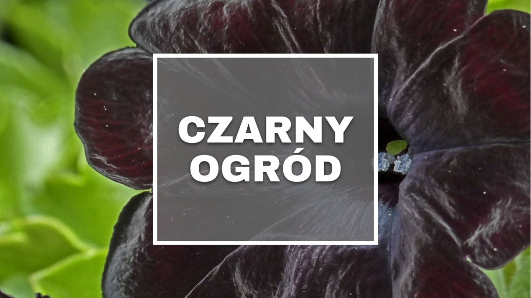 Czarny ogrod