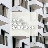 Top 8: rośliny balkonowe o białych kwiatach