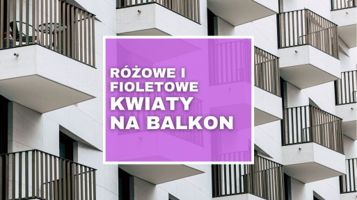 Top 8: rośliny balkonowe o różowych i fioletowych kwiatach