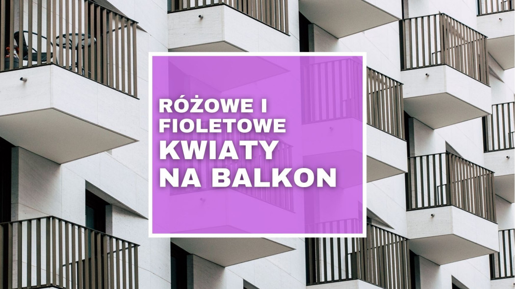 rosliny balkonowe o rozowych i fioletowych kwiatach