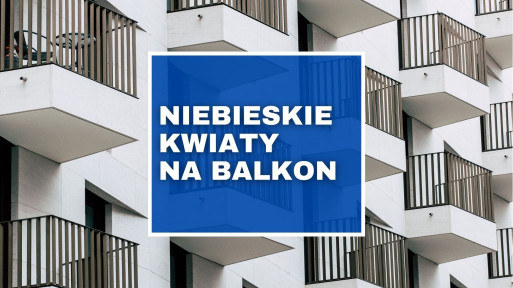 Top 7: rośliny balkonowe o niebieskich kwiatach