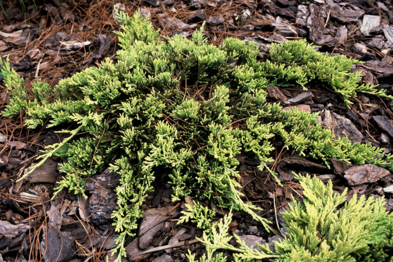 Jalowiec plozacy (Juniperus horizontalis) 'Golden Carpet'