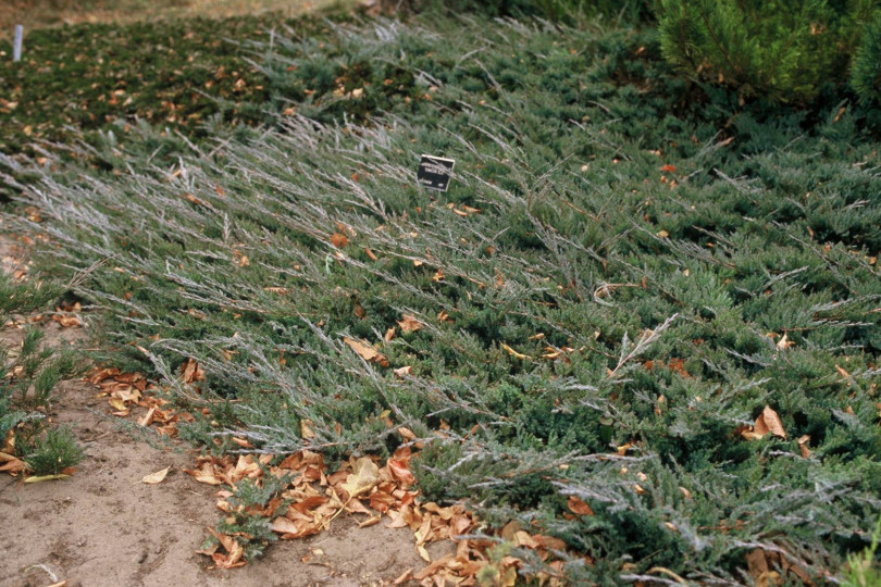 Jalowiec plozacy (Juniperus horizontalis) 'Dunvegan Blue'