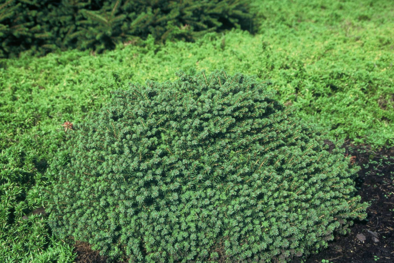 Swierk pospolity (Picea abies) 'Little Gem'