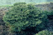 Swierk pospolity (Picea abies) 'Nidiformis'