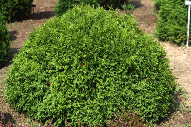 Cyprysik Lawsona (Chamaecyparis lawsoniana) 'Mini Globus'