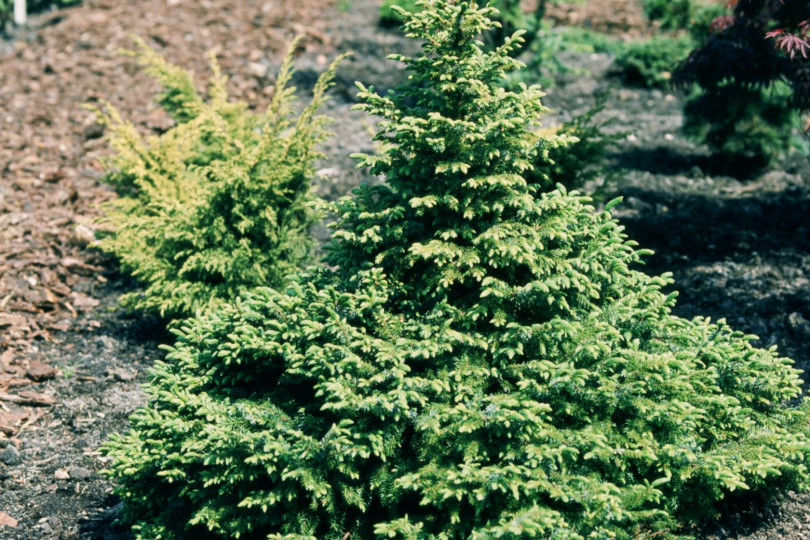 Swierk pospolity (Picea abies) 'Ohlendorfii'