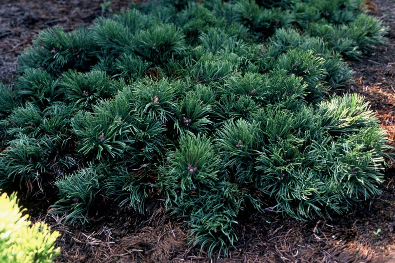 Sosna gorska (Pinus mugo) 'Krauskopf'