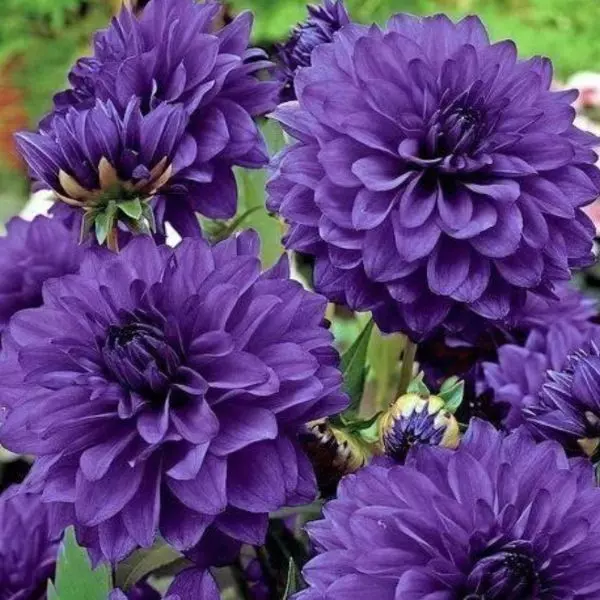 Dalia niebieska Dahlia Blue