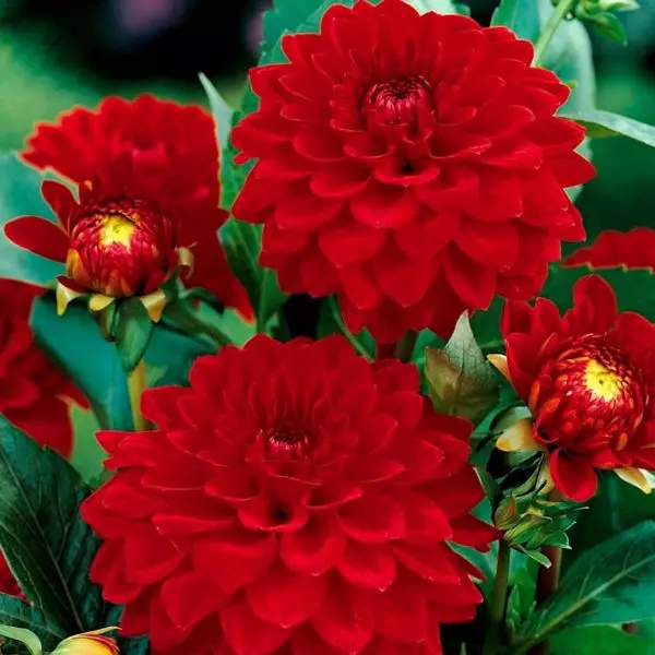 Dalia czerwona Dahlia Red