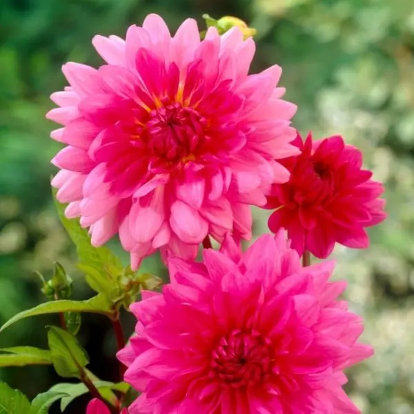 Dalia Pink