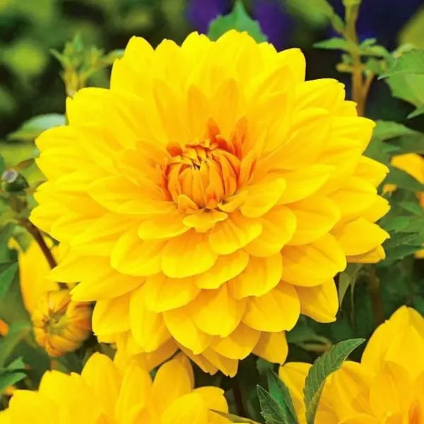 Dalia żółta - Dahlia Yellow