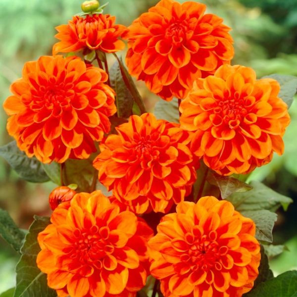 Dalia Orange Nugget