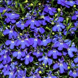 Lobelia do cienia