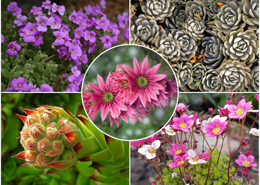 kolorowe duety - rośliny na mały skalniak - jakie gatunki posadzić fot. Pixabay