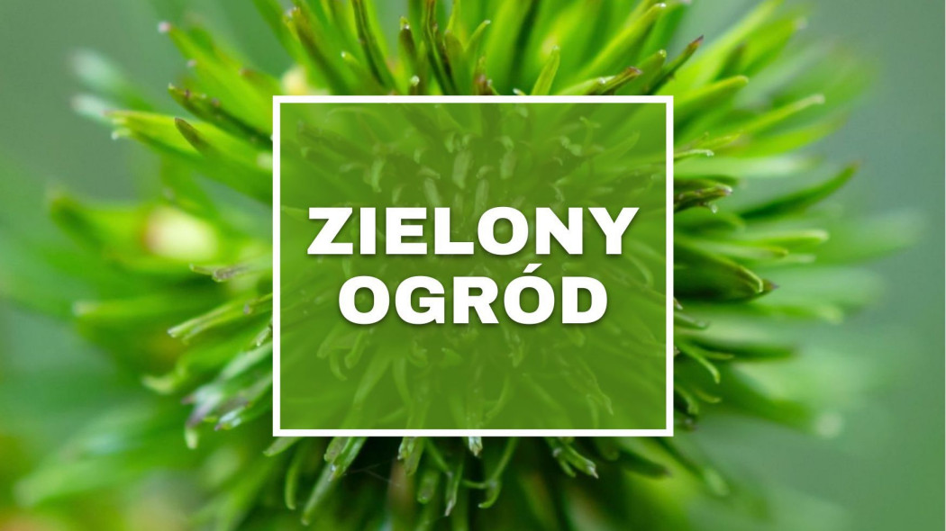 Zielony ogród - lista kwiatów ogrodowych kwitnących na zielono