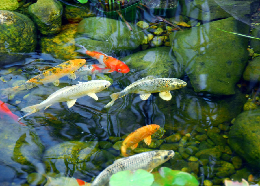 Hodowla ryb w ogrodzie, fot. elenathewise Depositphotos