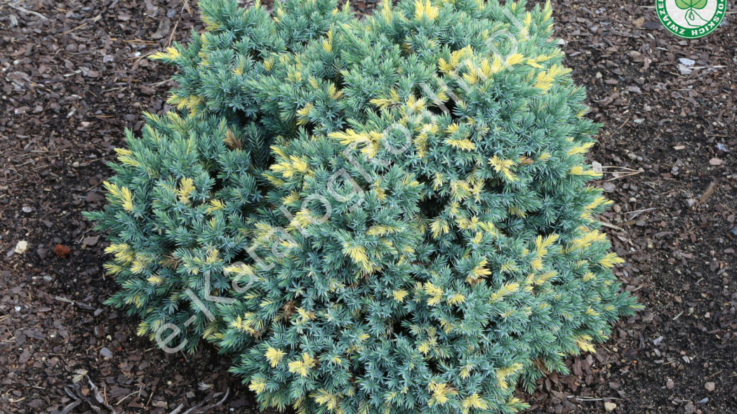 jałowiec łuskowaty Juniperus squamata Floreant fot. Grzegorz Falkowski ZSzP